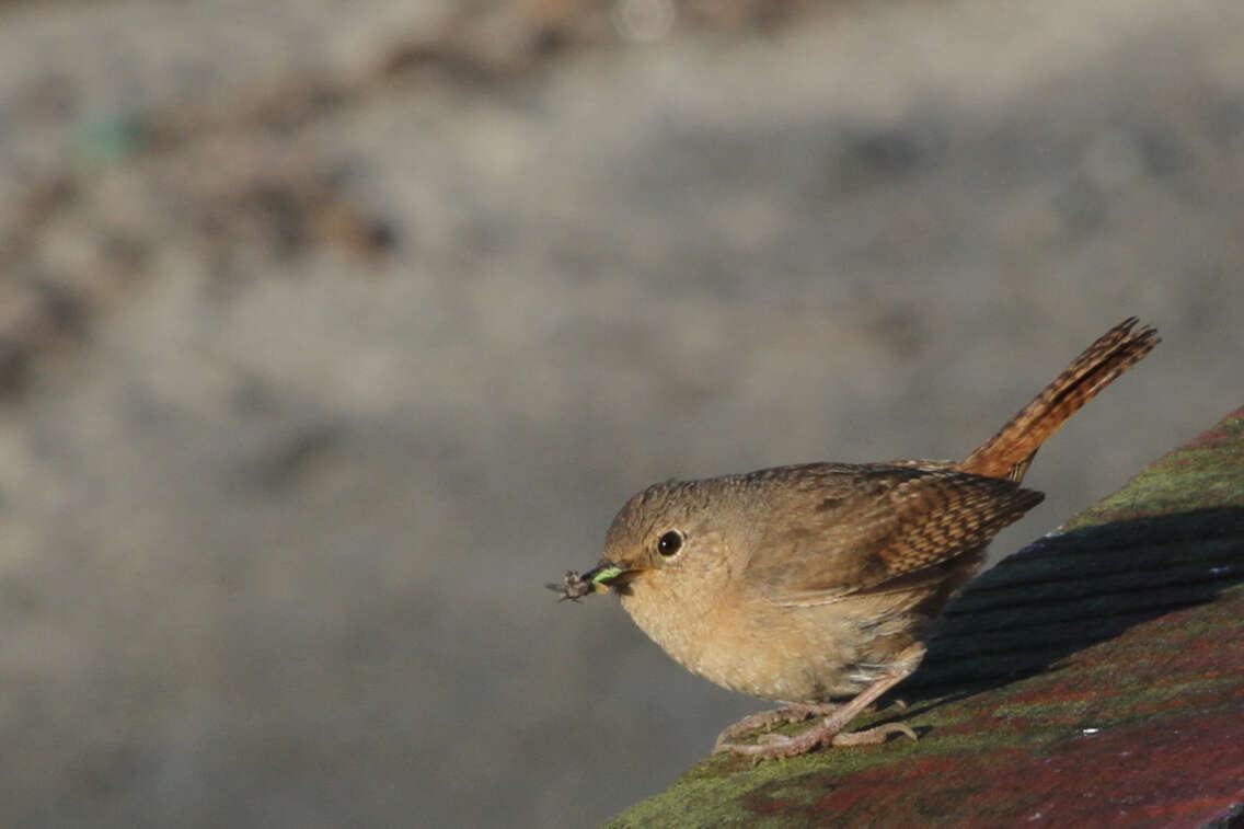 Image of Troglodytes aedon chilensis Lesson & R 1830