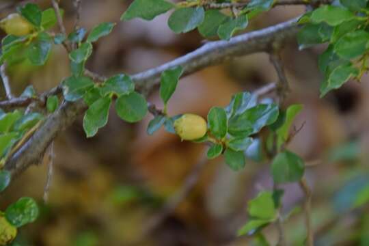 Image of creeping cotoneaster