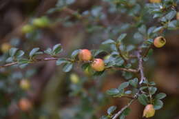 Image of creeping cotoneaster