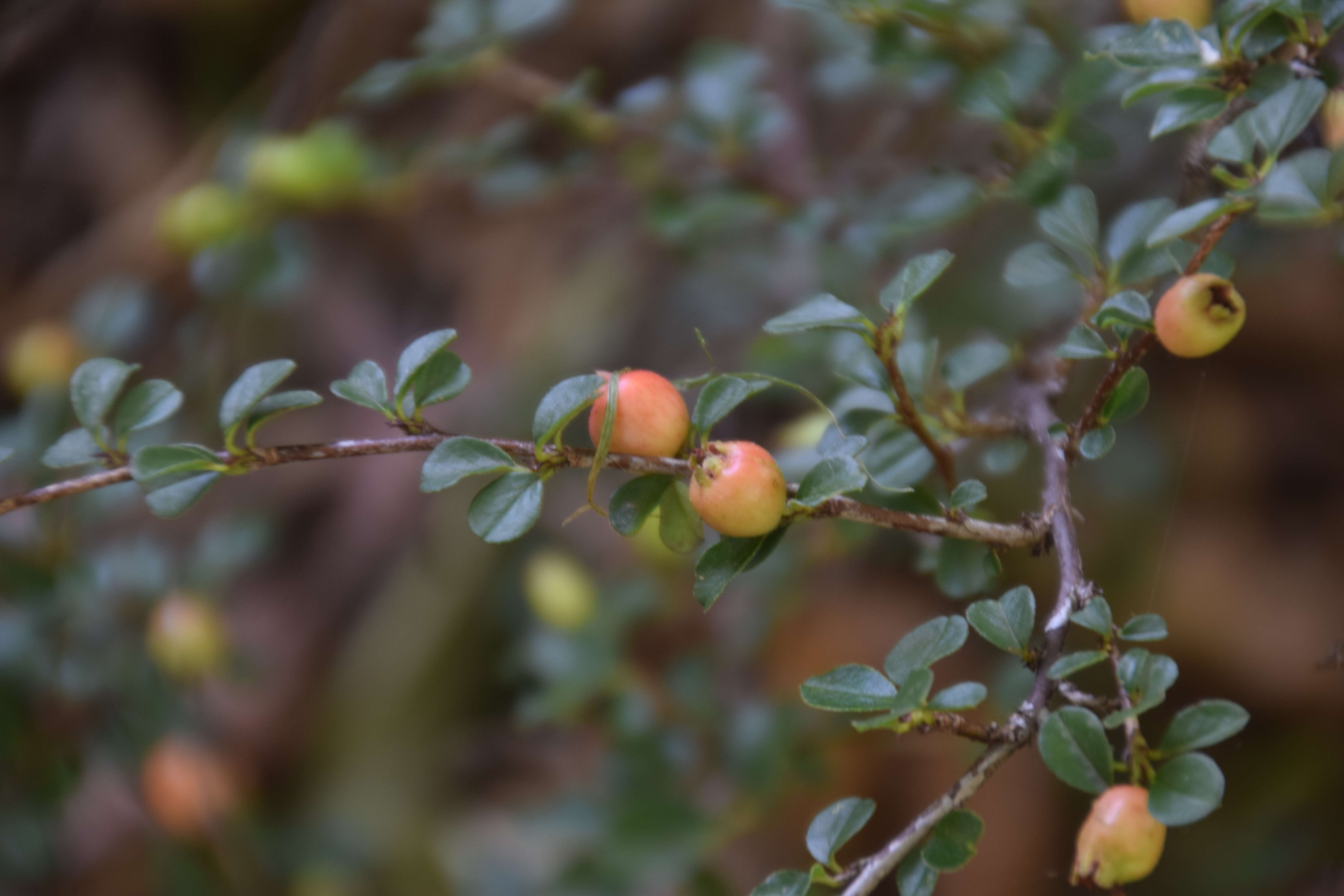 Image of creeping cotoneaster