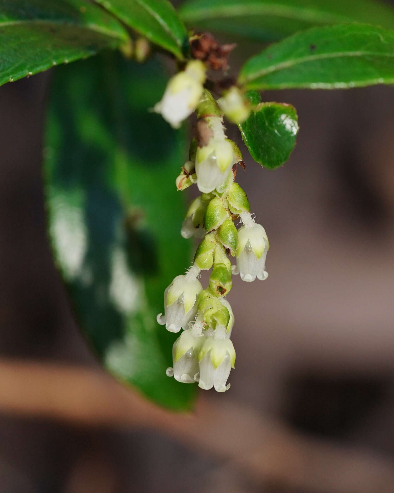 Image de Gaultheria appressa A. W. Hill