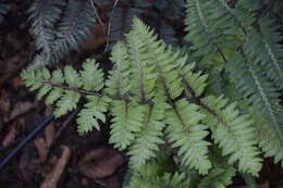 Image de Anisocampium niponicum (Mett.) Yea C. Liu, W. L. Chiou & M. Kato