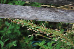 Image of Adriatic lizard orchid