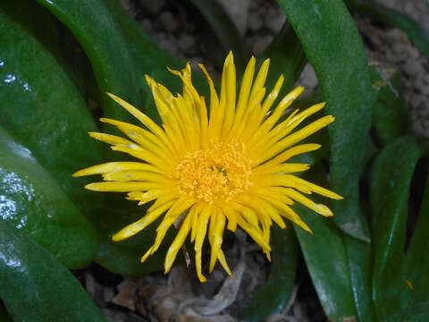 Image of Glottiphyllum uncatum