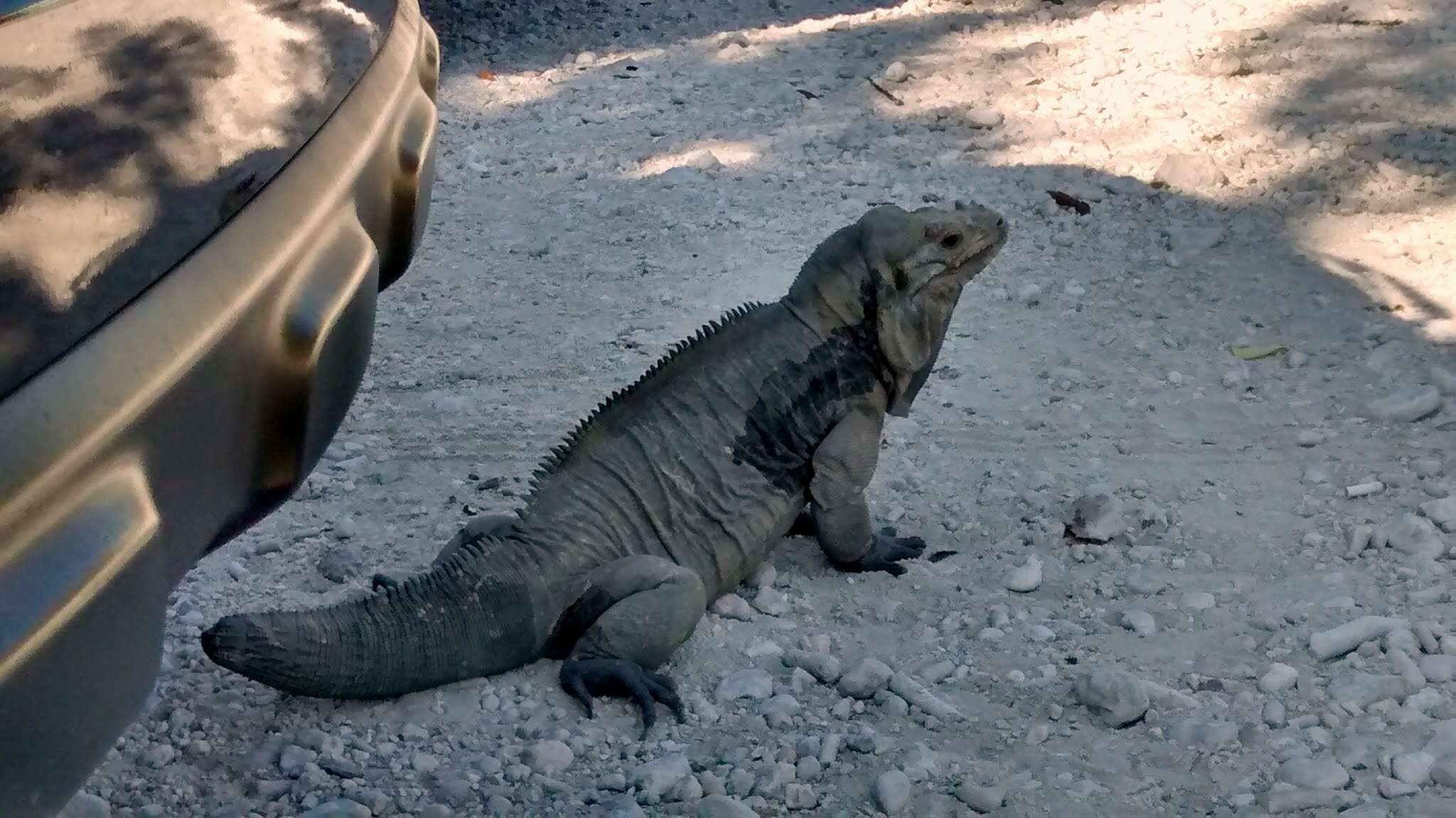 Imagem de Cyclura cornuta (Bonnaterre 1789)