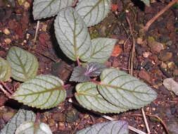 Plancia ëd Strobilanthes alternata (Burm. fil.) Moylan ex J. R. I. Wood