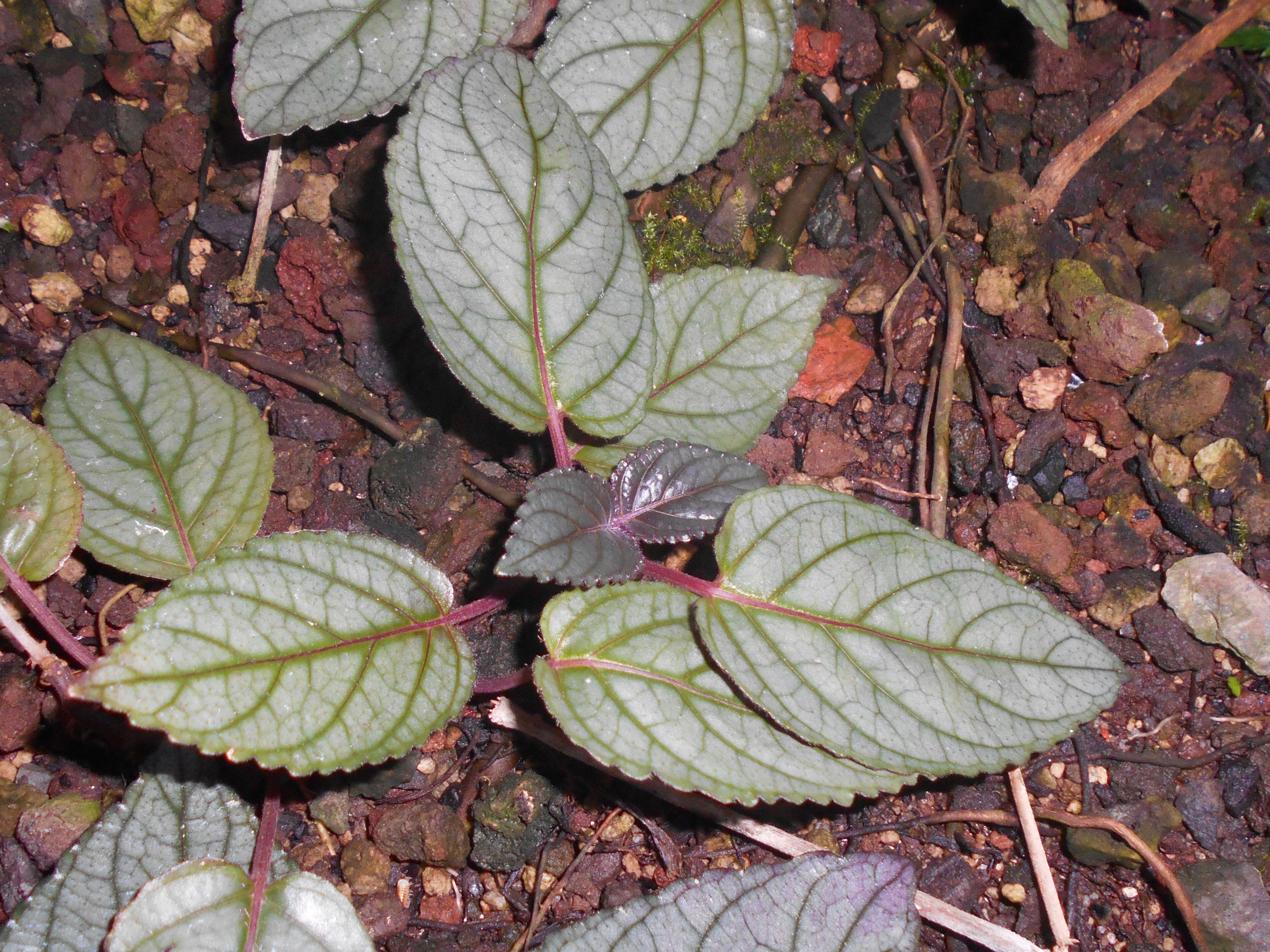 Plancia ëd Strobilanthes alternata (Burm. fil.) Moylan ex J. R. I. Wood