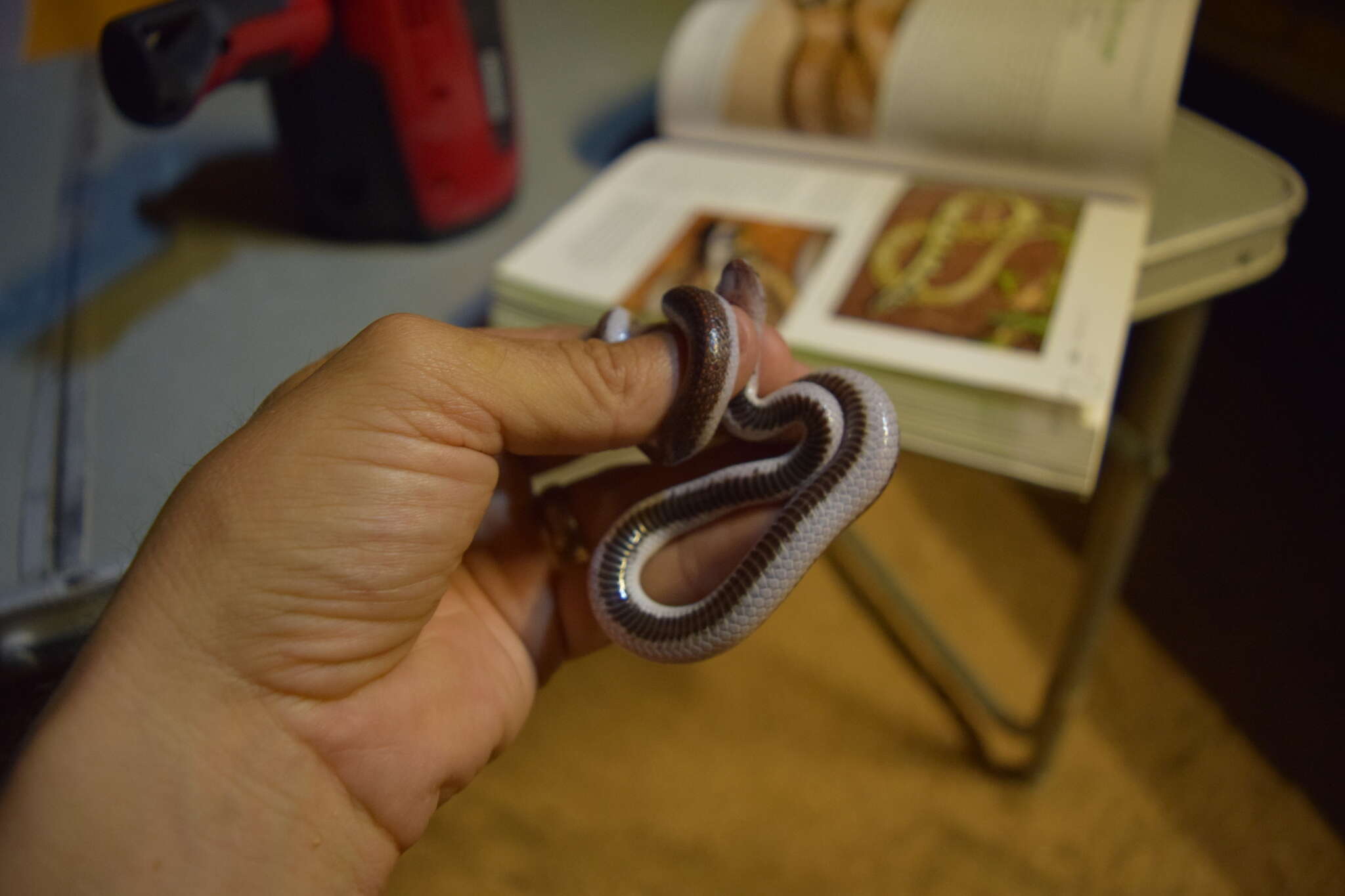 Image of Namibian Wolf Snake