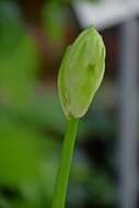 Image of Ornithogalum candicans (Baker) J. C. Manning & Goldblatt