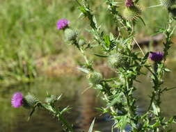 Image of Spear Thistle