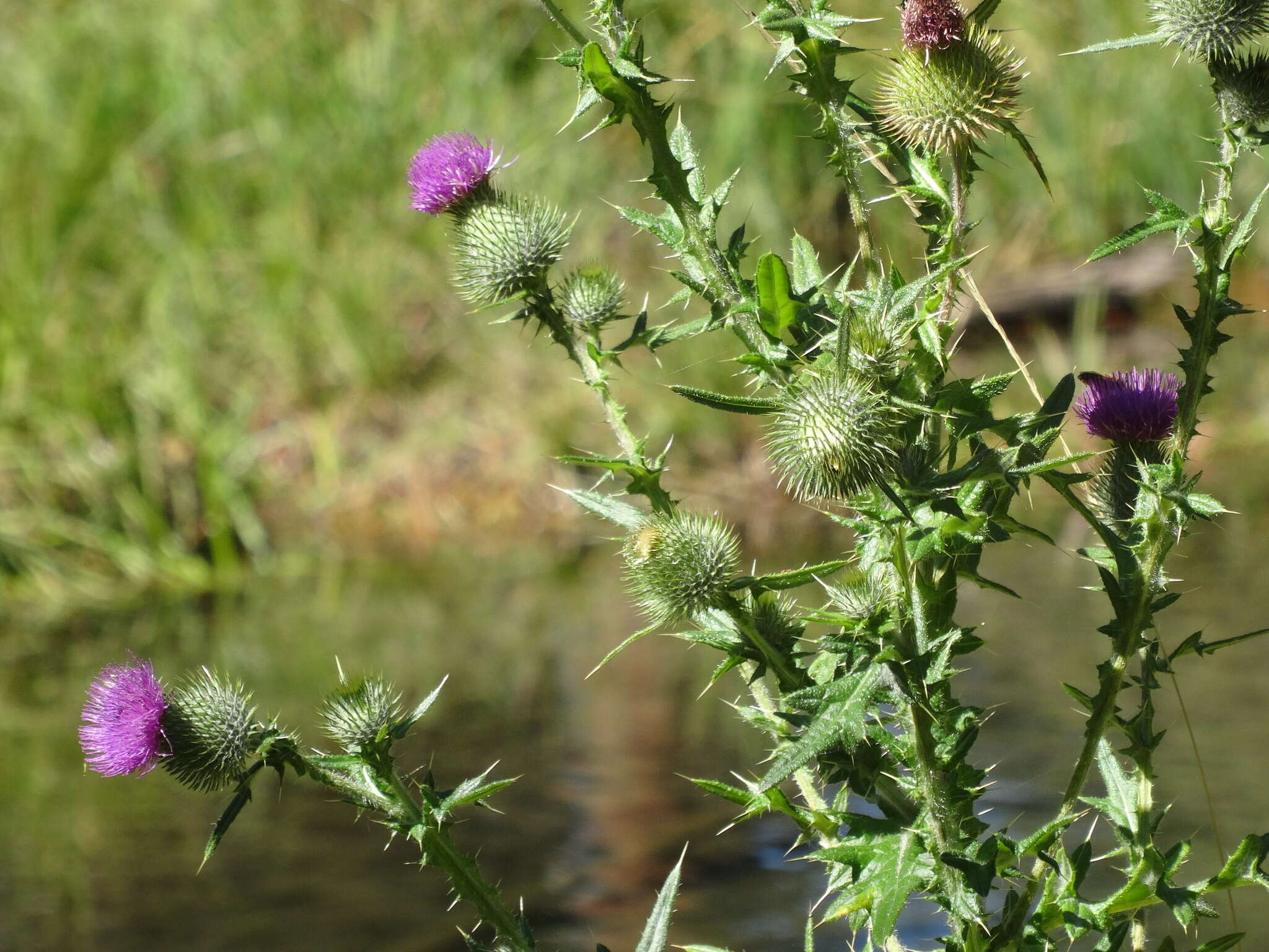 Image of Spear Thistle