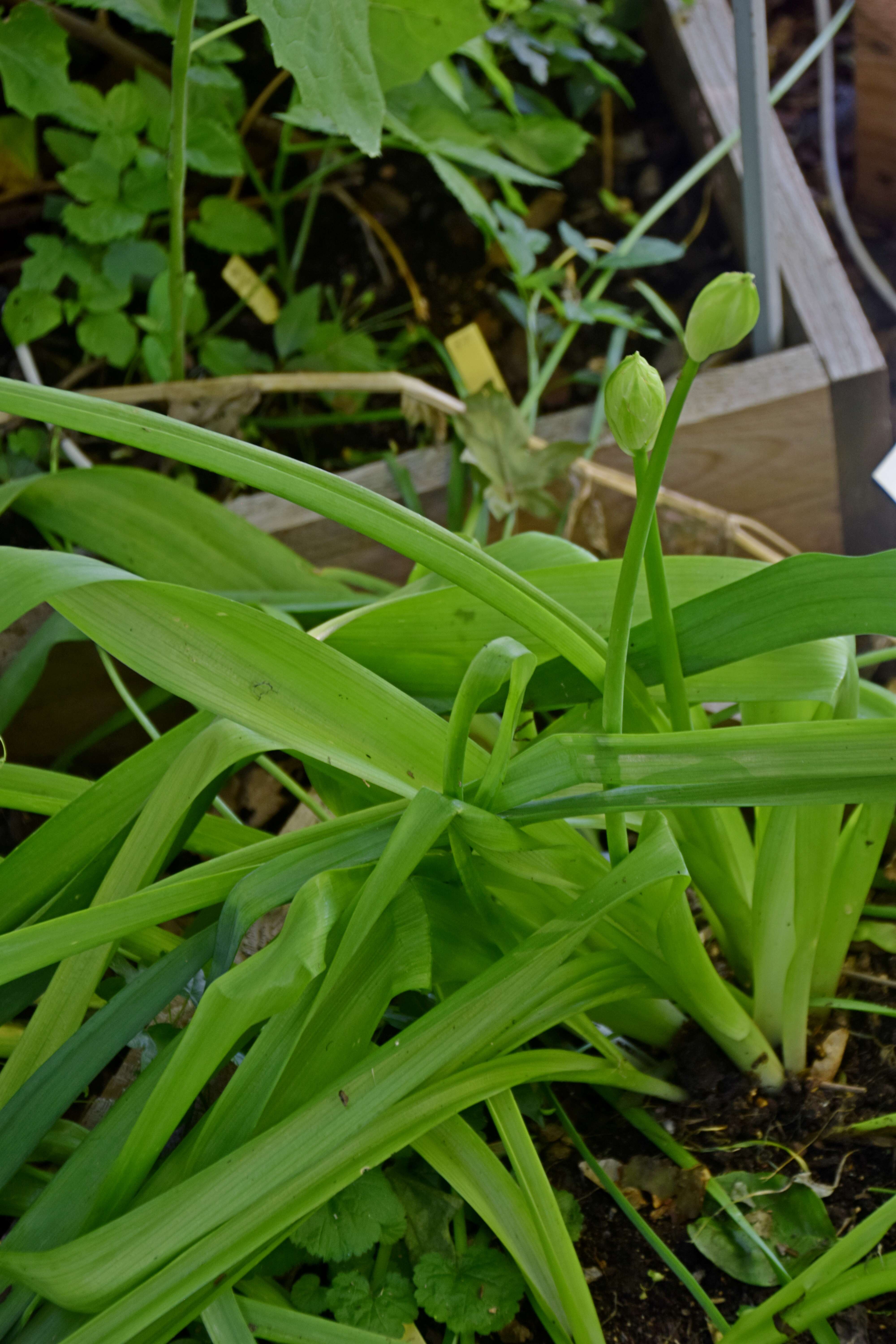 Image of Ornithogalum candicans (Baker) J. C. Manning & Goldblatt