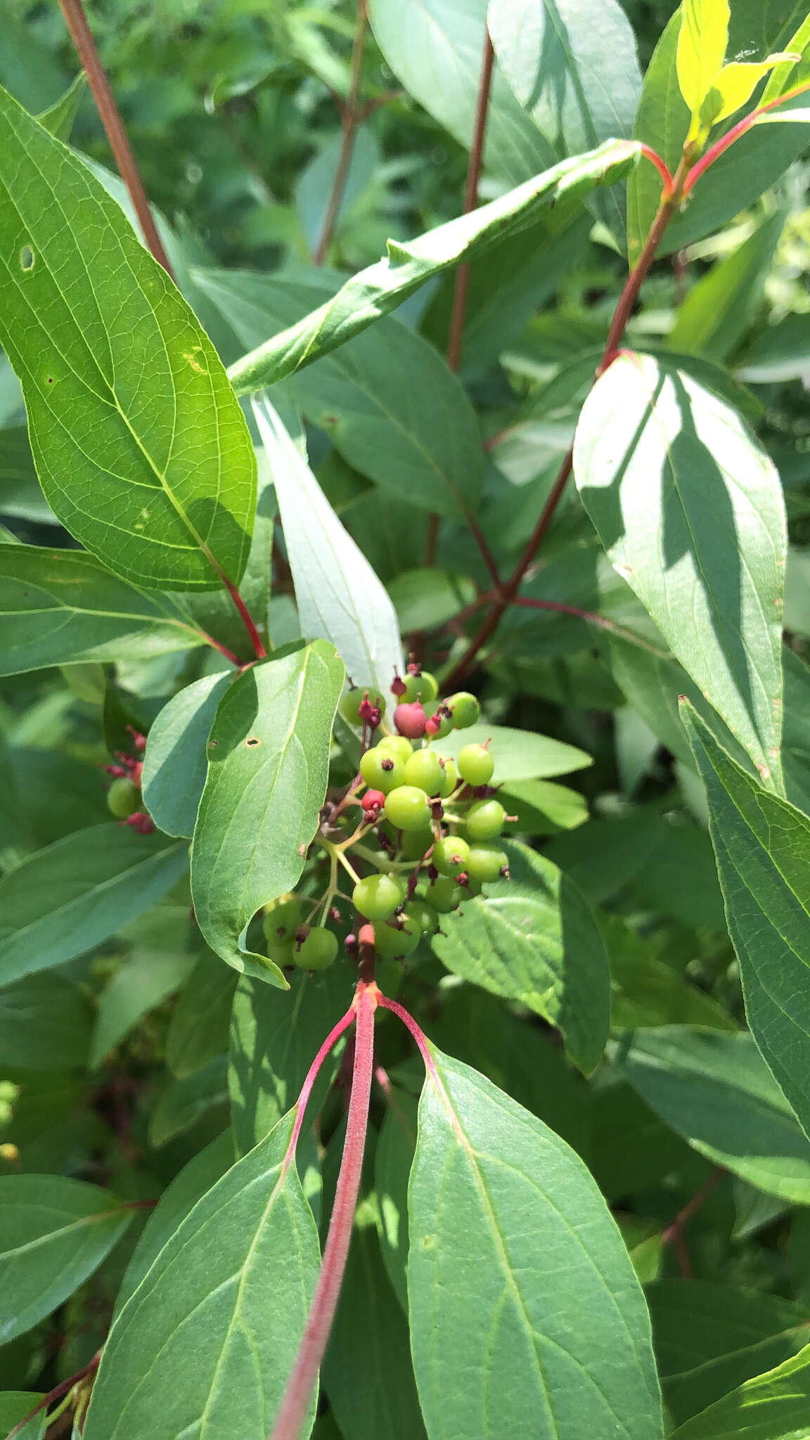 Image of Pale Dogwood