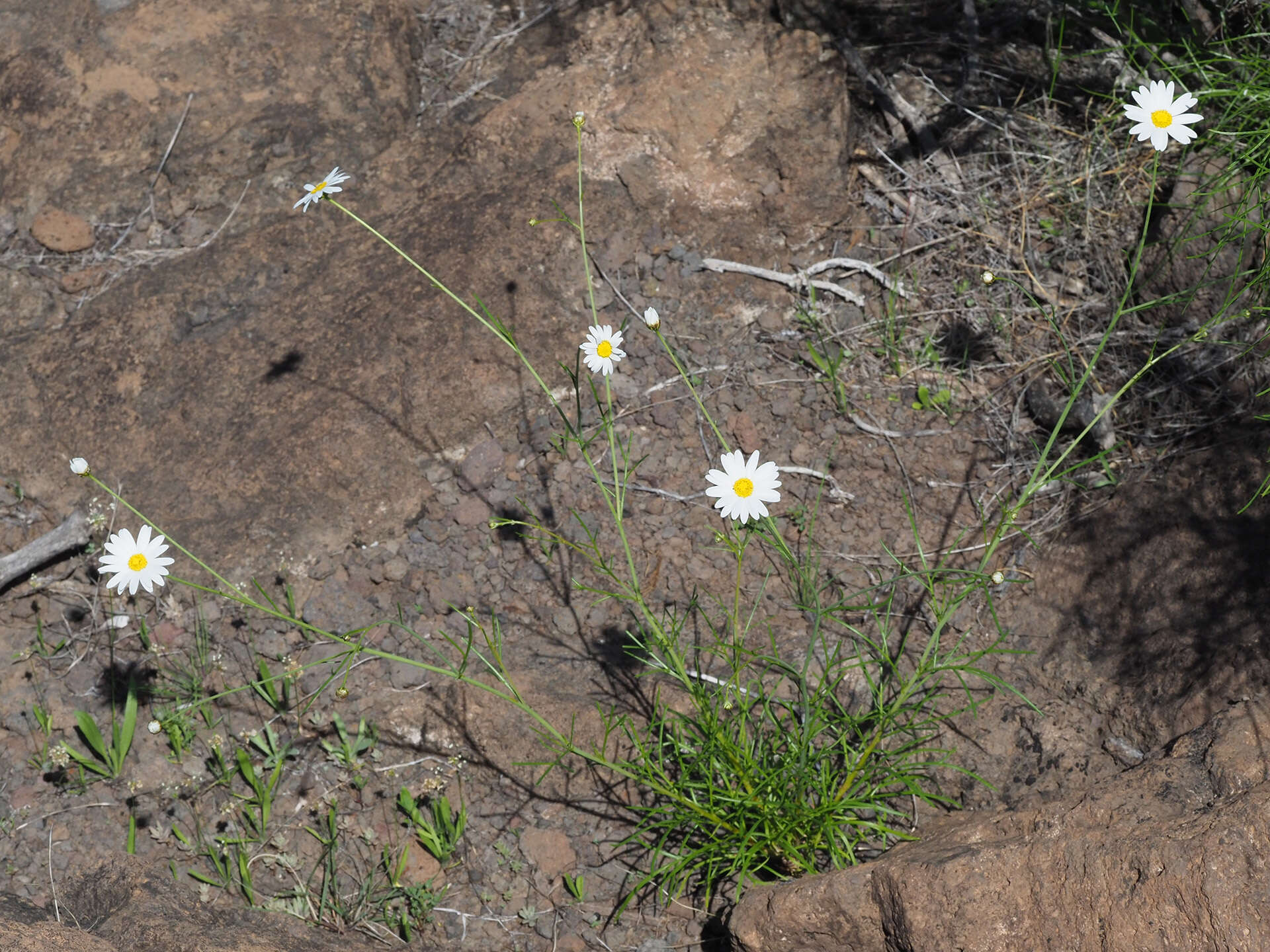 Argyranthemum filifolium (Sch. Bip.) Humphr.的圖片