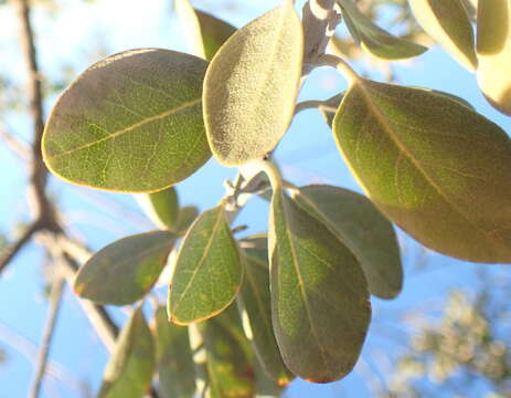 Stirtonanthus taylorianus (L. Bolus) B.-E. van Wyk & A. L. Schutte的圖片