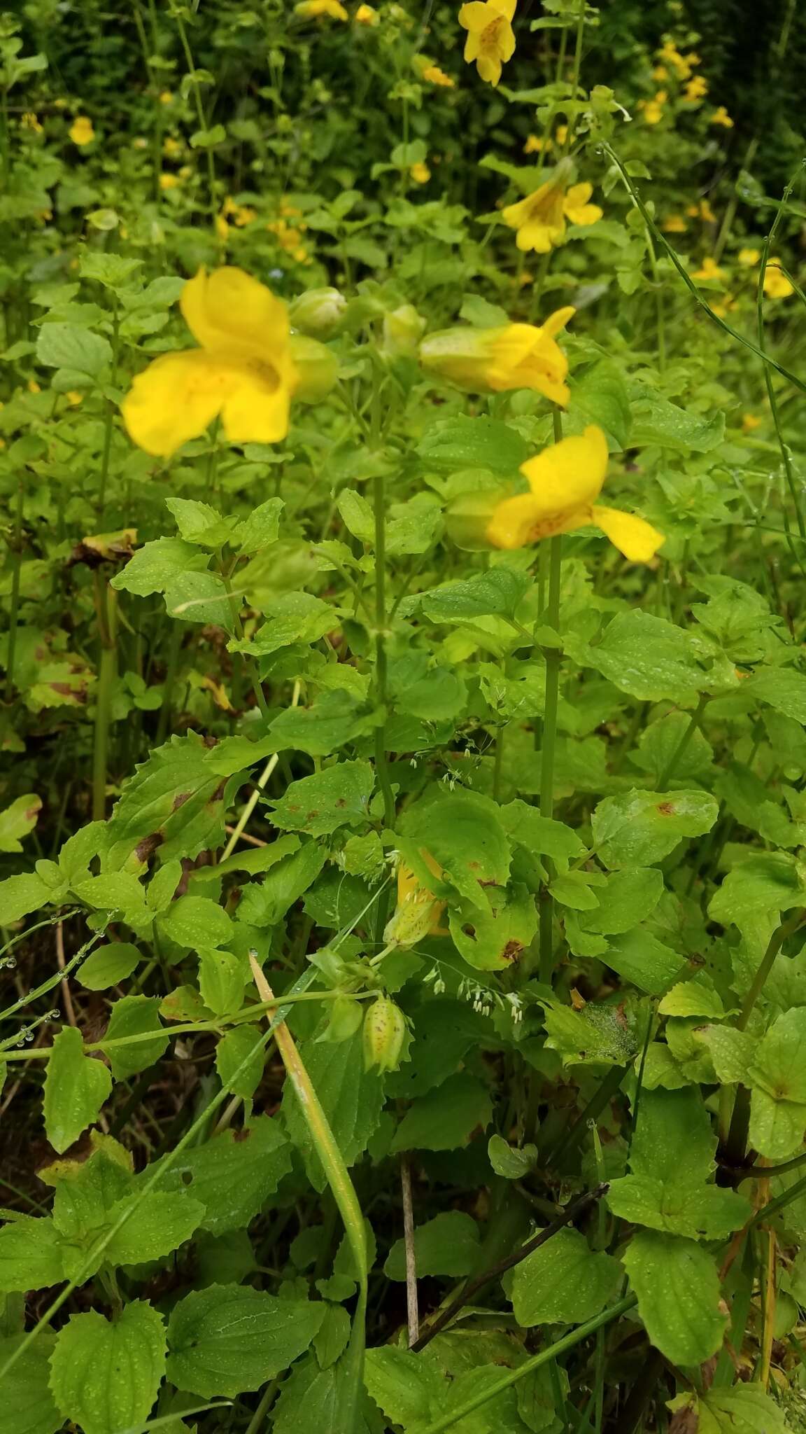 Plancia ëd Erythranthe decora (A. L. Grant) G. L. Nesom