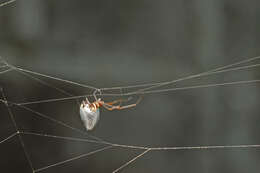 Image of Dewdrop spider