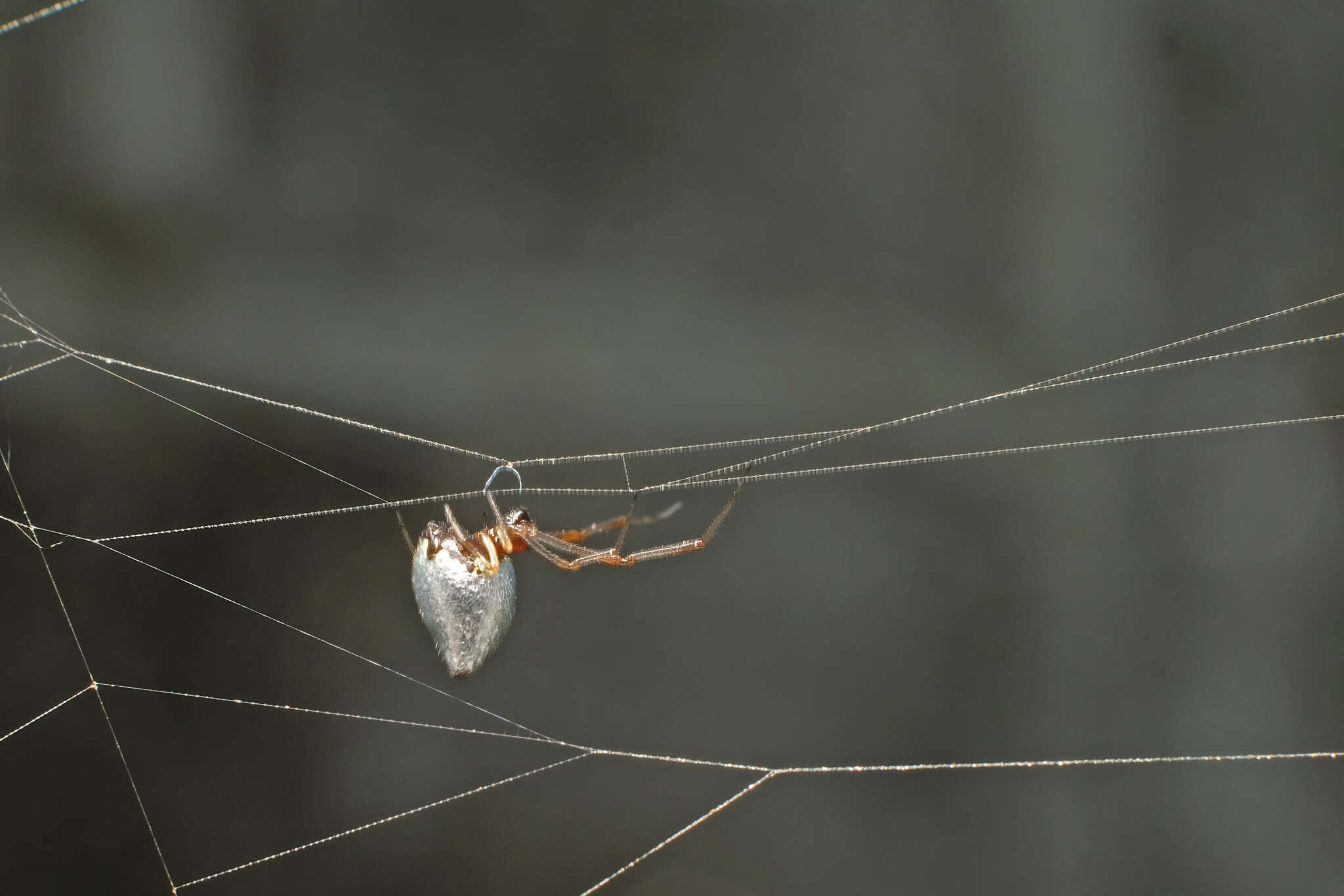 Image of Dewdrop spider