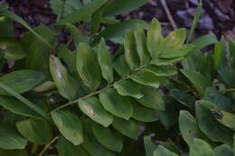 Image of Common Solomon’s-seal