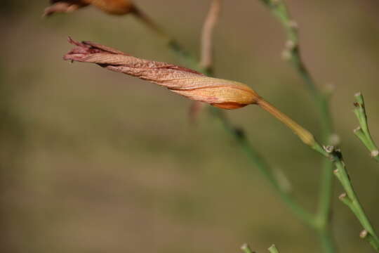 Image of lemon day-lily