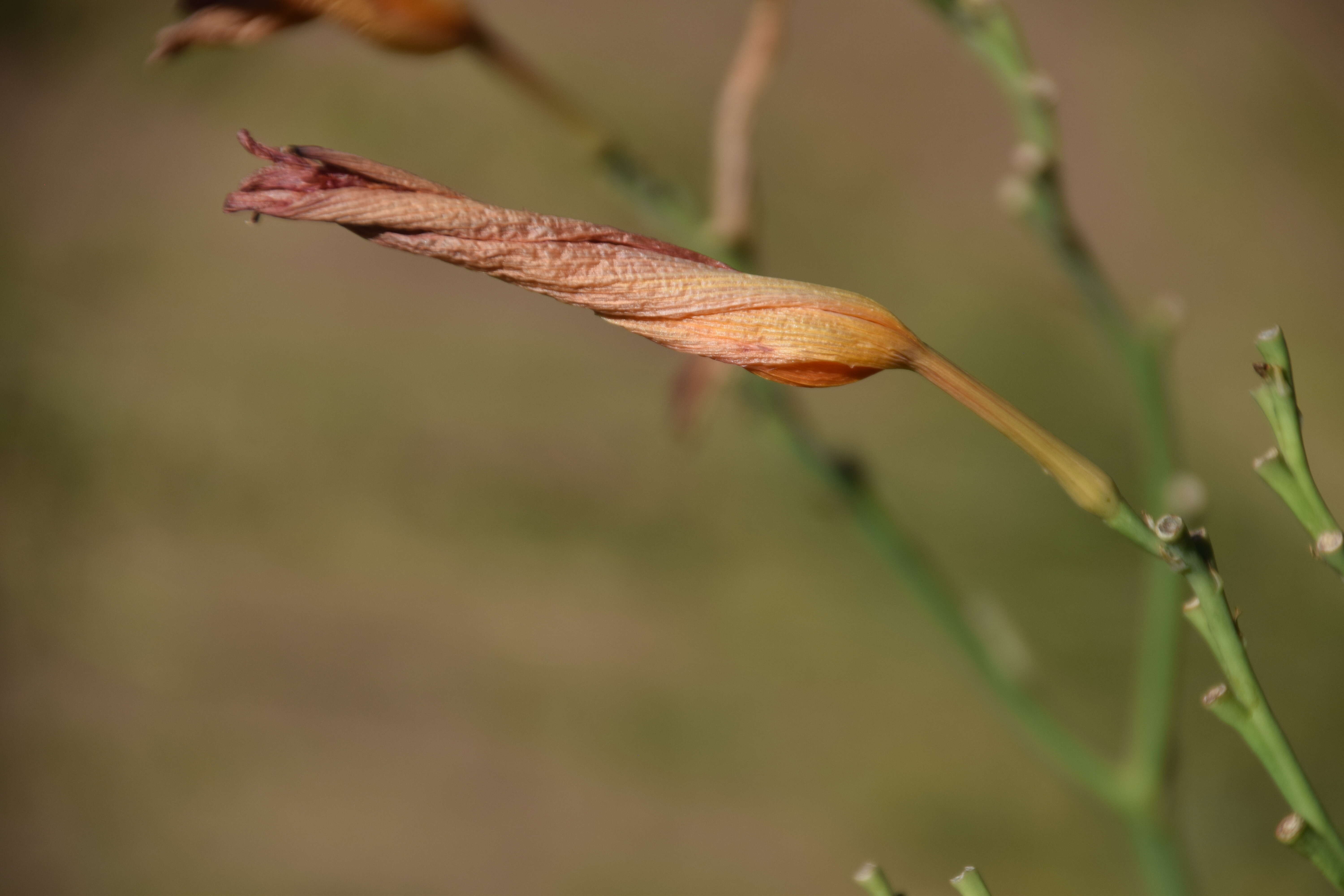 Imagem de Hemerocallis lilioasphodelus L.