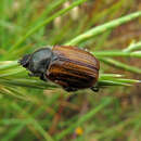 Imagem de Anisoplia baetica Erichson 1848