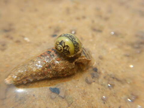 Image of dubious nerite