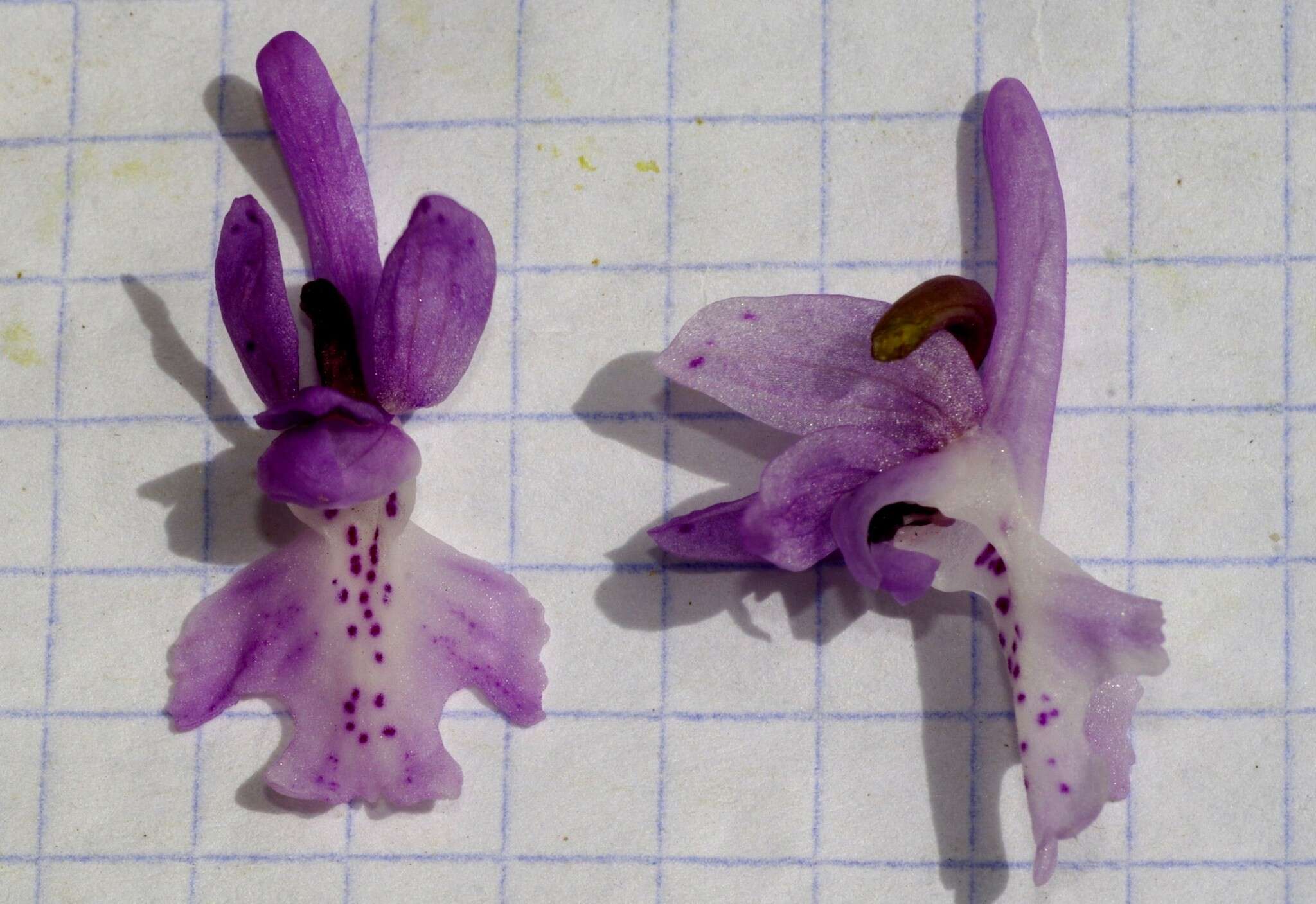 Image de Orchis olbiensis Reut. ex Gren.