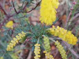 Imagem de Acacia drummondii subsp. drummondii