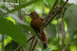 Image of Santa Marta Foliage-gleaner