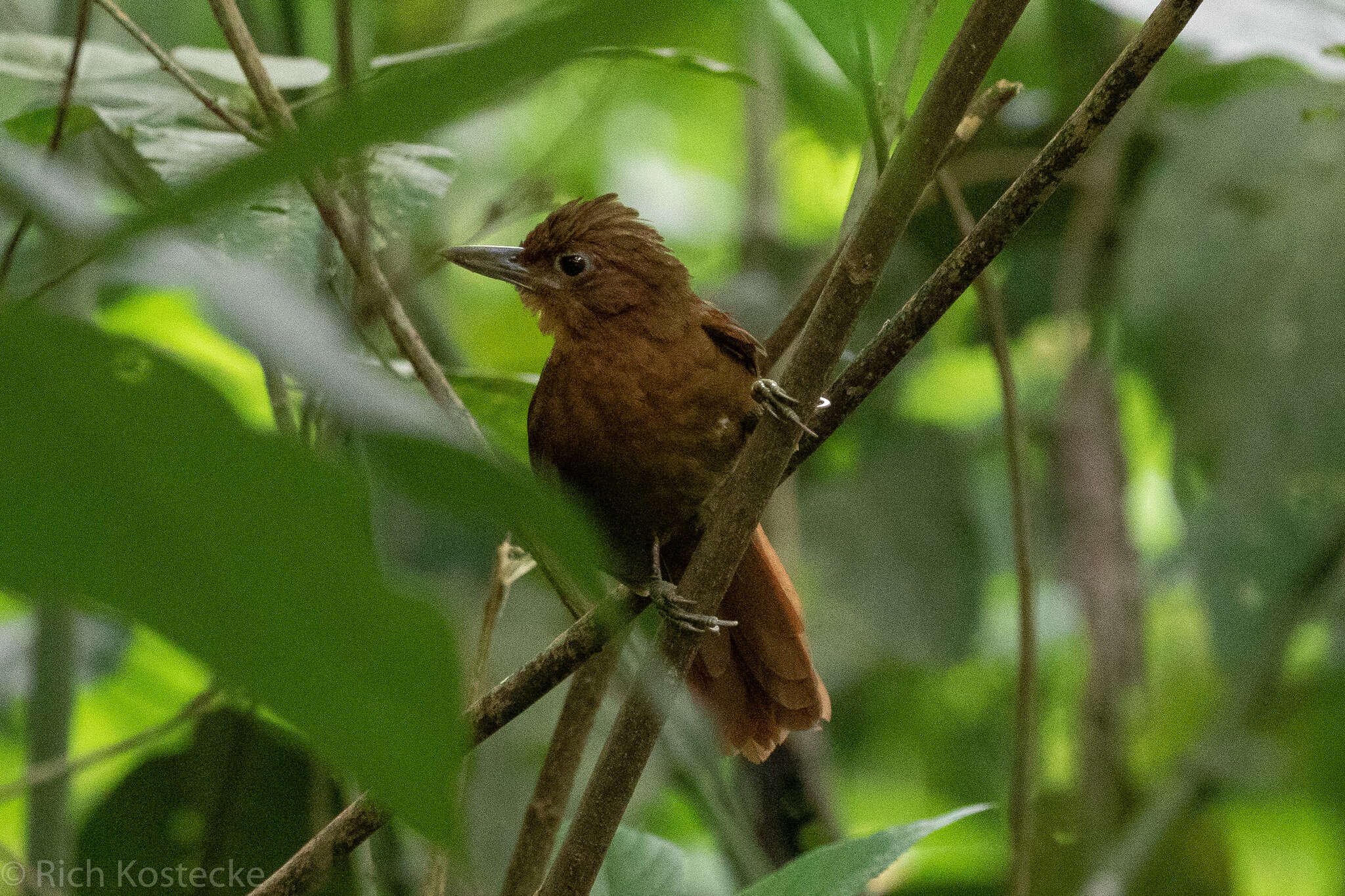 Clibanornis rufipectus (Bangs 1898)的圖片