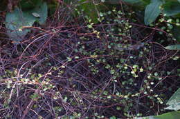 Image of maidenhair vine