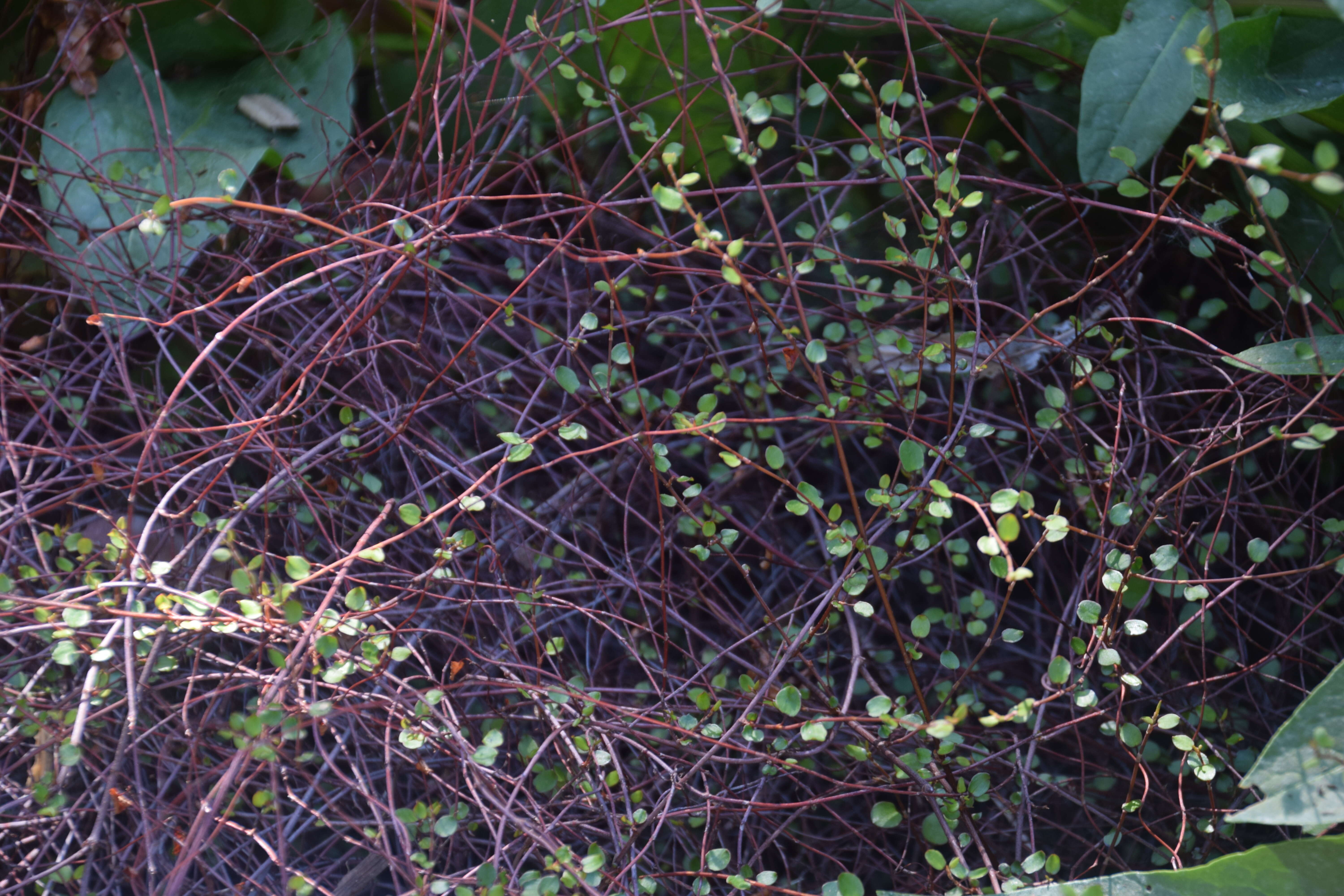 Image of maidenhair vine