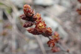 Image of Myrica gale subsp. tomentosa (C. DC.) E. Murray