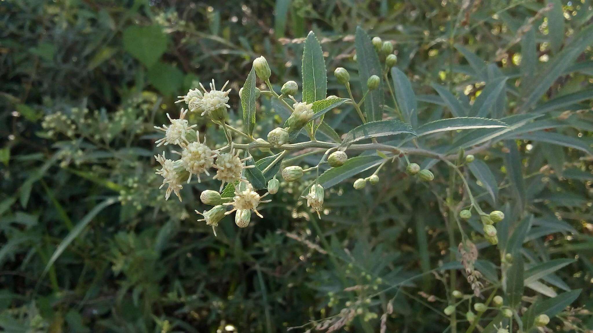 Image of Baccharis punctulata DC.