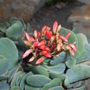 Image of Kalanchoe farinacea Balf. fil.