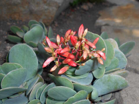 Sivun Kalanchoe farinacea Balf. fil. kuva