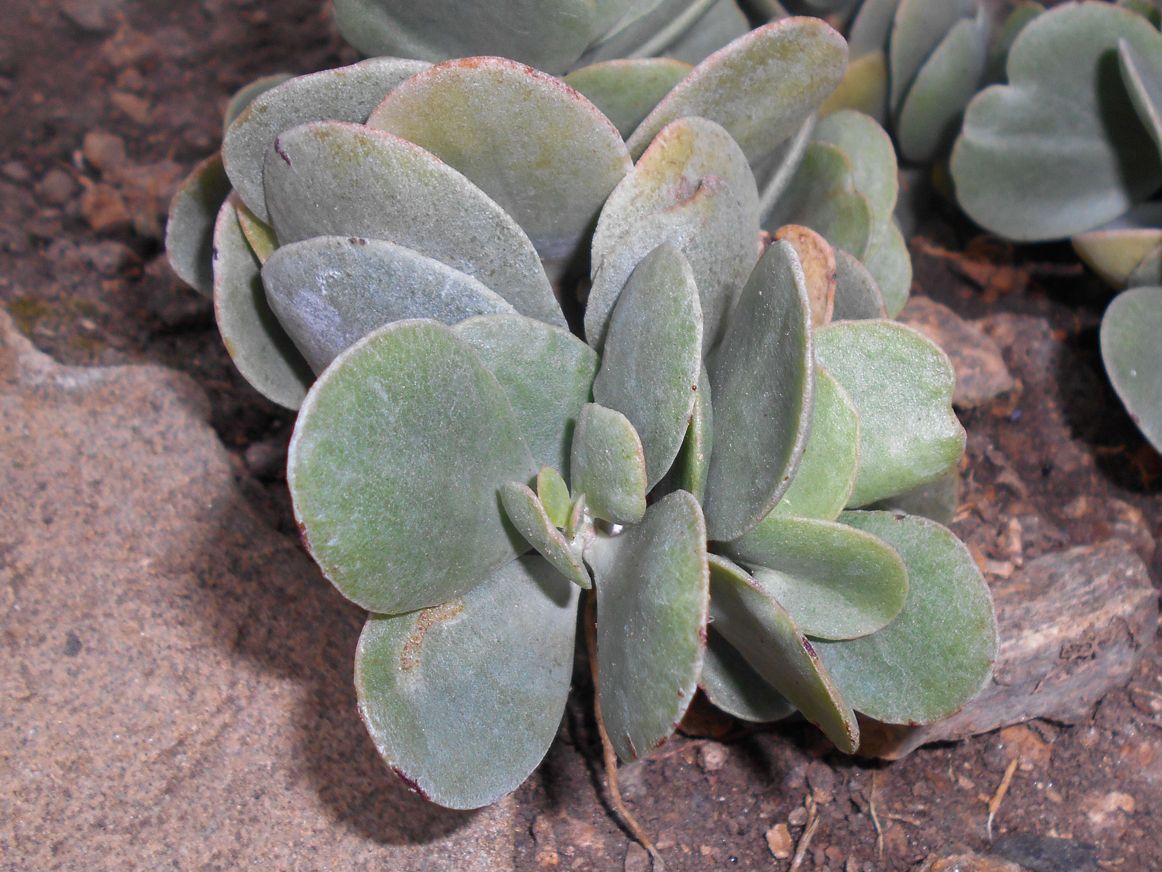 Sivun Kalanchoe farinacea Balf. fil. kuva