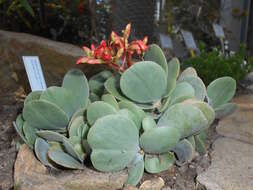 Sivun Kalanchoe farinacea Balf. fil. kuva