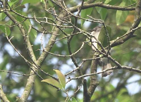 Image of Cinereous Bulbul