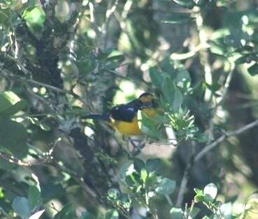 Euphonia violacea aurantiicollis Bertoni & AW 1901的圖片