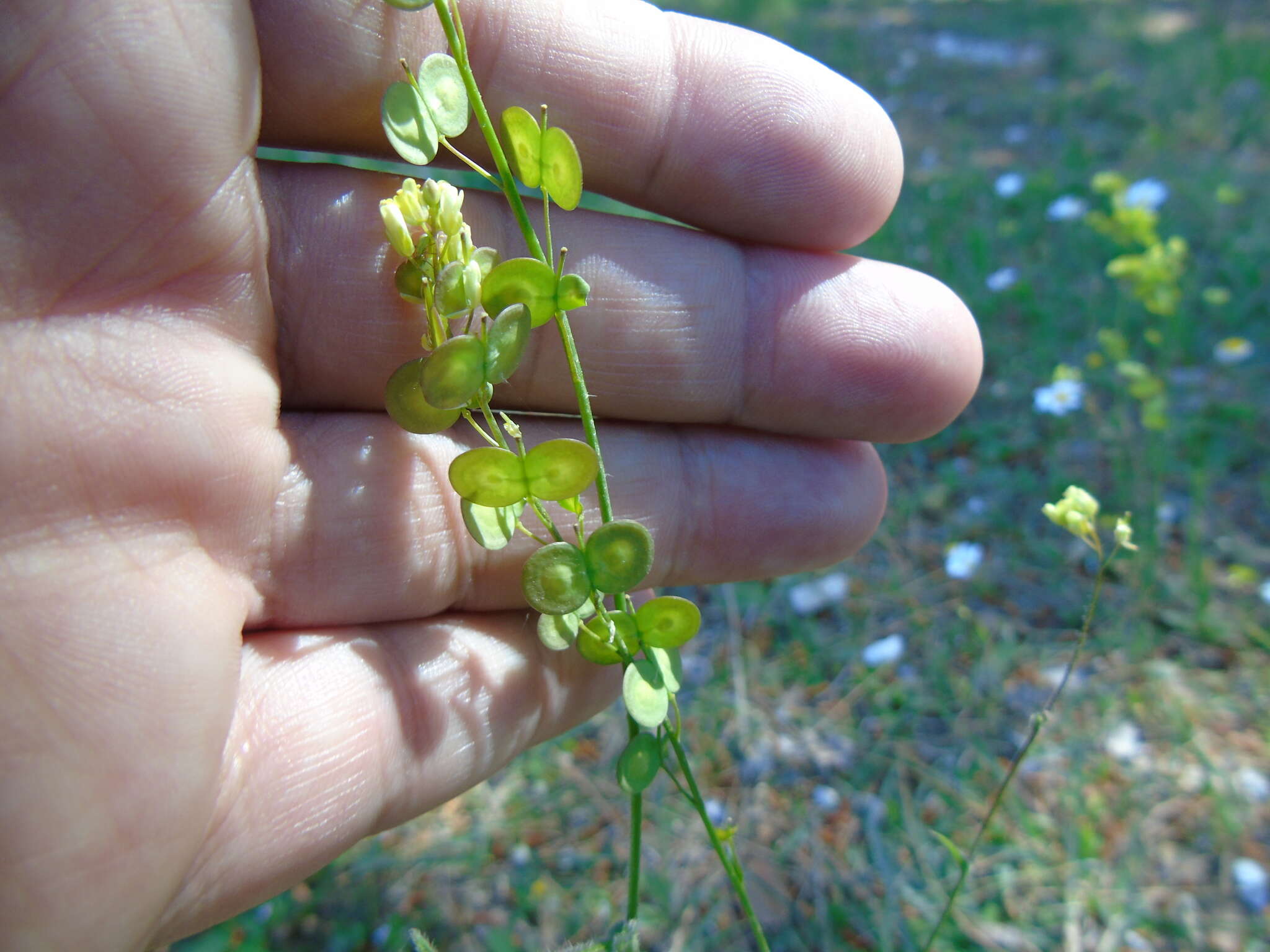 Image of Biscutella didyma L.