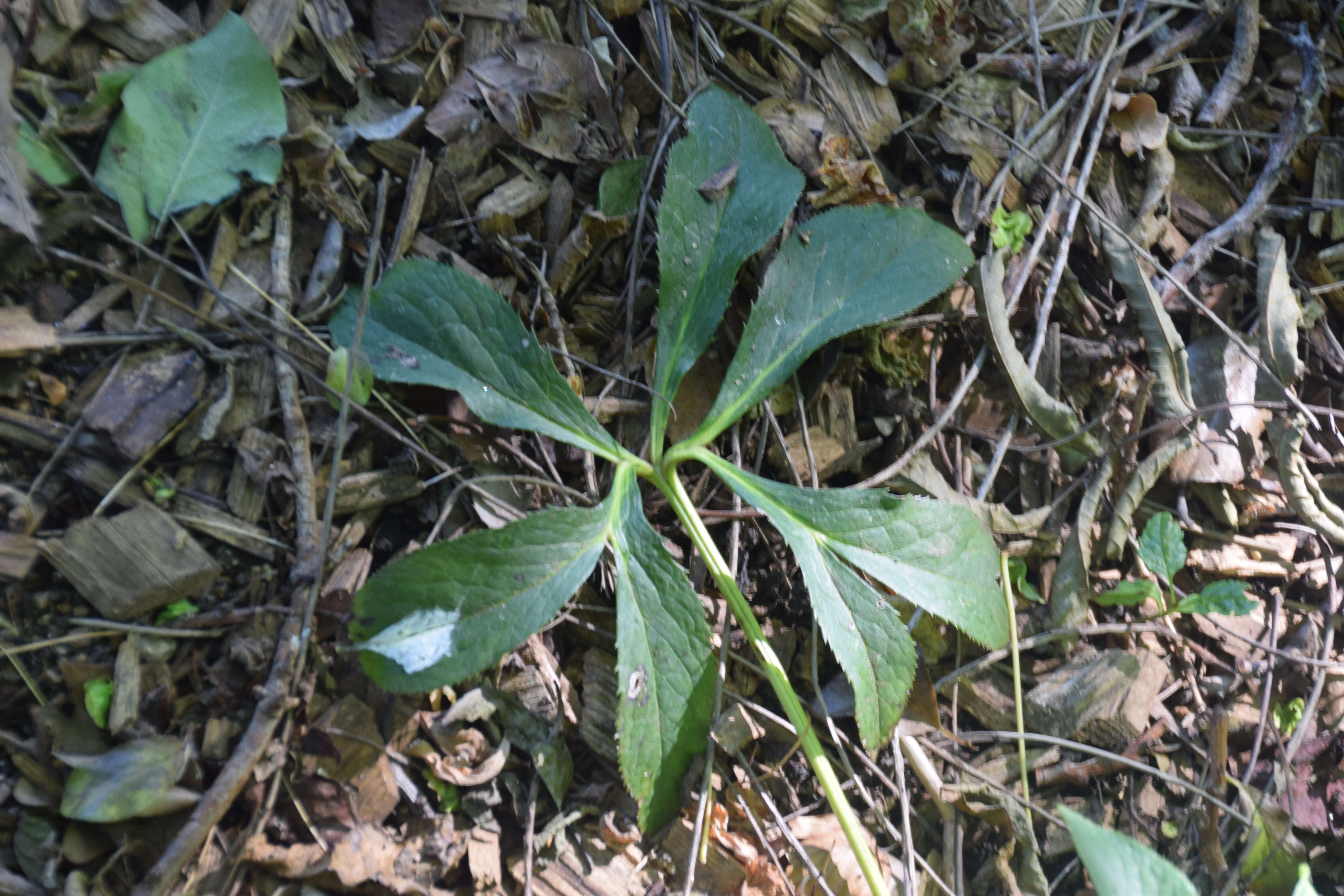 Image of lenten-rose