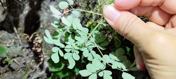 Image de Boenninghausenia albiflora (Hook.) Rchb. ex Meisn.