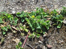 Image of black medick