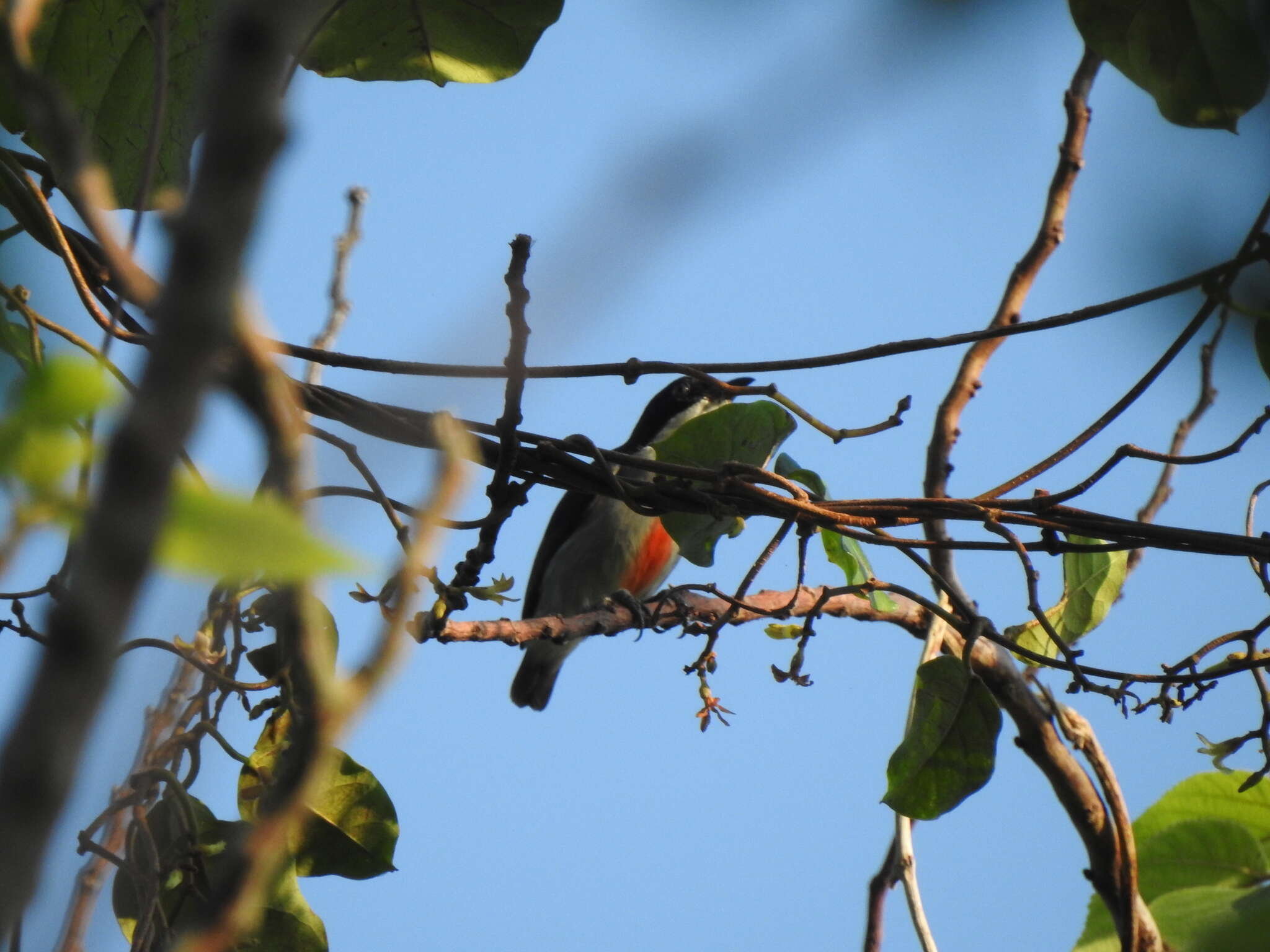 Image of Red-keeled Flowerpecker