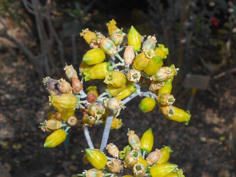 Image of Kalanchoe orgyalis Baker