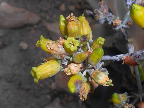 Image of Kalanchoe orgyalis Baker