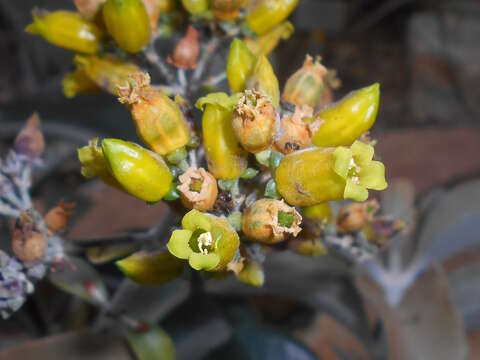 Image of Kalanchoe orgyalis Baker