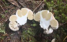 Image of Boletus semigastroideus Nuhn, Manfr. Binder, A. F. S. Taylor, Halling & Hibbett 2013